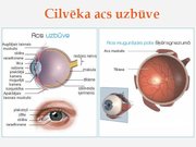 Prezentācija 'Redze. Acs uzbūve. Acu slimības', 16.