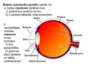 Prezentācija 'Redze. Acs uzbūve. Acu slimības', 18.