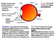 Prezentācija 'Redze. Acs uzbūve. Acu slimības', 19.
