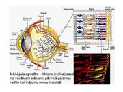 Prezentācija 'Redze. Acs uzbūve. Acu slimības', 20.