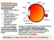 Prezentācija 'Redze. Acs uzbūve. Acu slimības', 21.
