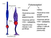 Prezentācija 'Redze. Acs uzbūve. Acu slimības', 24.