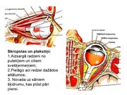Prezentācija 'Redze. Acs uzbūve. Acu slimības', 26.