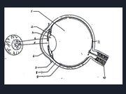 Prezentācija 'Redze. Acs uzbūve. Acu slimības', 47.