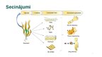 Prezentācija 'Biomateriāls - Algināts', 7.