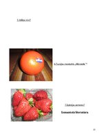 Referāts 'Ģenētiski modificēti produkti', 25.