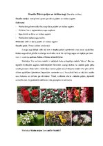 Konspekts 'Dārza puķes un istabas augi', 1.