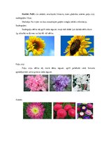 Konspekts 'Dārza puķes un istabas augi', 2.