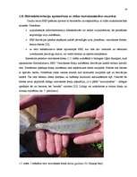 Referāts 'Mazo hidroelektrostaciju ietekme uz vidi', 18.