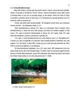 Referāts 'Mazo hidroelektrostaciju ietekme uz vidi', 23.