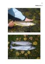 Referāts 'Mazo hidroelektrostaciju ietekme uz vidi', 40.