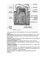 Referāts 'Stomatoloģija', 8.