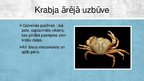 Prezentācija 'Krabji - vēžu klase', 4.