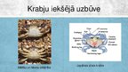 Prezentācija 'Krabji - vēžu klase', 5.