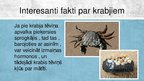 Prezentācija 'Krabji - vēžu klase', 7.
