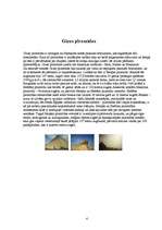 Referāts 'Septiņi pasaules brīnumi', 4.