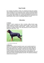 Konspekts 'Tekstapstrādes projekts. Suņi', 4.