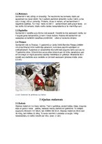 Konspekts 'Tekstapstrādes projekts. Suņi', 6.