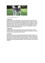 Konspekts 'Tekstapstrādes projekts. Suņi', 7.