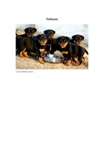 Konspekts 'Tekstapstrādes projekts. Suņi', 11.