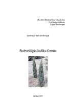 Referāts 'Stabveidīgās kadiķu formas', 1.