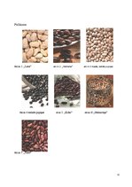 Referāts 'Pupas, pupiņas', 12.