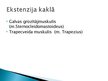 Prezentācija 'Slidošanas kustību analīze', 11.