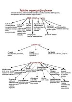 Konspekts 'Mācību organizācijas formas', 1.