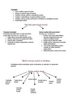 Konspekts 'Mācību organizācijas formas', 3.