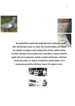 Biznesa plāns 'Biznesa plāns kāzu salonam', 7.