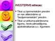 Prezentācija 'Inkoterms', 4.
