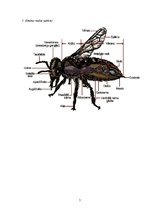 Referāts 'Istabas muša - slimību pārnēsātāja', 7.
