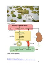 Konspekts 'Fizioloģiskie hemoglobinogēnie pigmenti', 15.