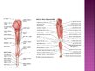 Prezentācija 'Apakšējās ekstremitātes muskuļi', 10.