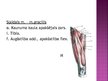 Prezentācija 'Apakšējās ekstremitātes muskuļi', 28.