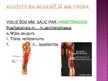 Prezentācija 'Apakšējās ekstremitātes muskuļi', 31.