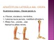 Prezentācija 'Apakšējās ekstremitātes muskuļi', 44.