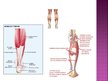 Prezentācija 'Apakšējās ekstremitātes muskuļi', 47.