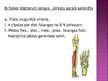 Prezentācija 'Apakšējās ekstremitātes muskuļi', 51.