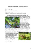 Referāts 'Rāpuļi', 17.