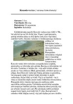 Referāts 'Rāpuļi', 18.