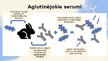 Prezentācija 'Aglutinācijas reakcijas', 9.