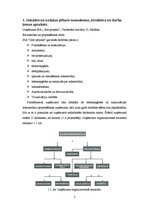 Prakses atskaite 'Prakses atskaite', 3.