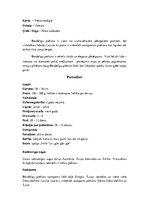 Konspekts 'Piekūni', 4.