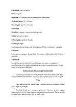 Konspekts 'Piekūni', 16.