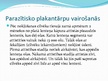 Prezentācija 'Plakantārpi', 8.