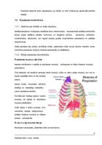 Konspekts 'Elpošana', 2.