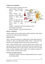 Konspekts 'Elpošana', 10.