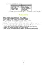 Referāts 'Krāsas', 13.