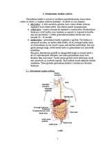 Referāts 'Gremošanas orgānu sistēma', 5.